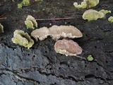Trichaptum abietinum image