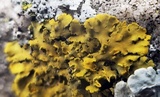 Xanthoria ulophyllodes image