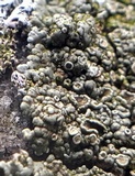 Lecanora opiniconensis image