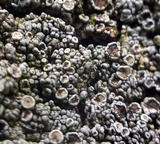 Lecanora opiniconensis image