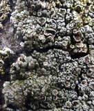 Lecanora opiniconensis image