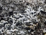 Physcia thomsoniana image