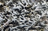 Physcia thomsoniana image