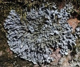Punctelia missouriensis image