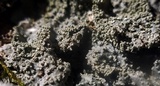 Punctelia missouriensis image