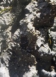 Punctelia missouriensis image