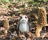 Morchella americana image