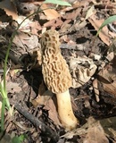 Morchella americana image