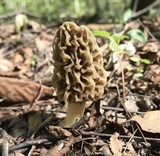 Morchella americana image