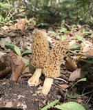 Morchella americana image