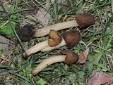 Verpa conica image