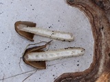 Verpa conica image