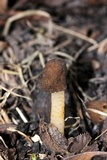 Verpa conica image