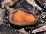Stromatinia rapulum image