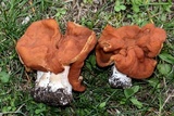 Gyromitra brunnea image