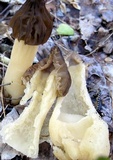 Morchella punctipes image