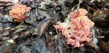 Ramaria formosa image