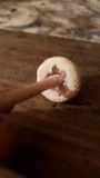Agrocybe molesta image