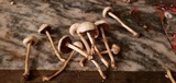 Agrocybe molesta image