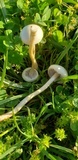 Agrocybe molesta image
