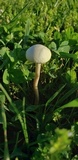 Agrocybe molesta image