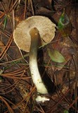 Inocybe corydalina image