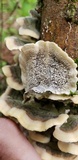 Cerrena unicolor image