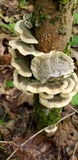 Cerrena unicolor image
