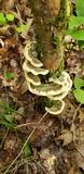 Cerrena unicolor image