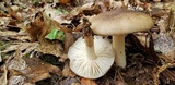 Megacollybia rodmanii image