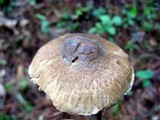 Inocybe corydalina image