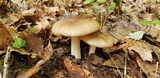 Megacollybia rodmanii image