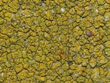 Caloplaca citrina image