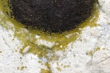 Caloplaca citrina image