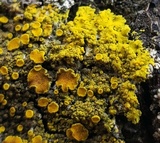 Candelaria fibrosa image
