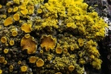 Candelaria fibrosa image