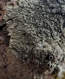 Hyperphyscia syncolla image