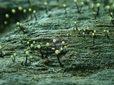 Stromatographium stromaticum image