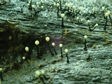 Stromatographium stromaticum image