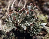 Cladonia subcariosa image