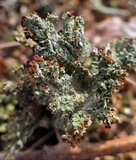 Cladonia subcariosa image