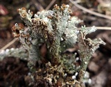 Cladonia subcariosa image