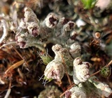 Cladonia mateocyatha image