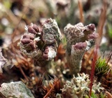 Cladonia mateocyatha image