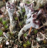 Cladonia mateocyatha image