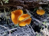 Caloscypha fulgens image