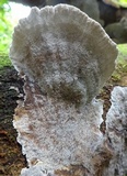 Coriolopsis caperata image