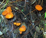 Marasmius spegazzinii image
