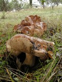 Tricholoma dryophilum image