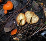 Marasmius spegazzinii image